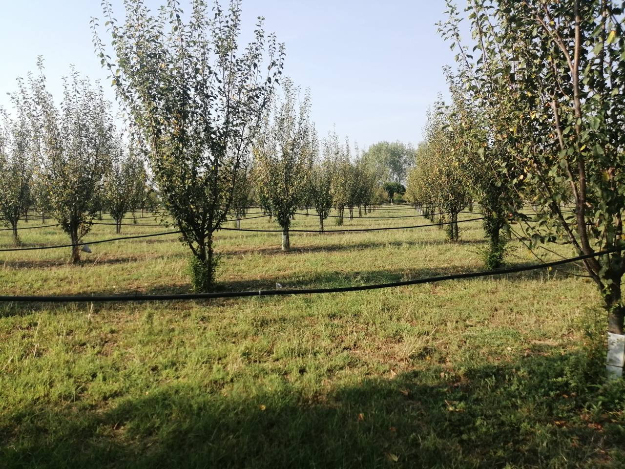 Terreno Agricolo in vendita Parma Zona San Pancrazio