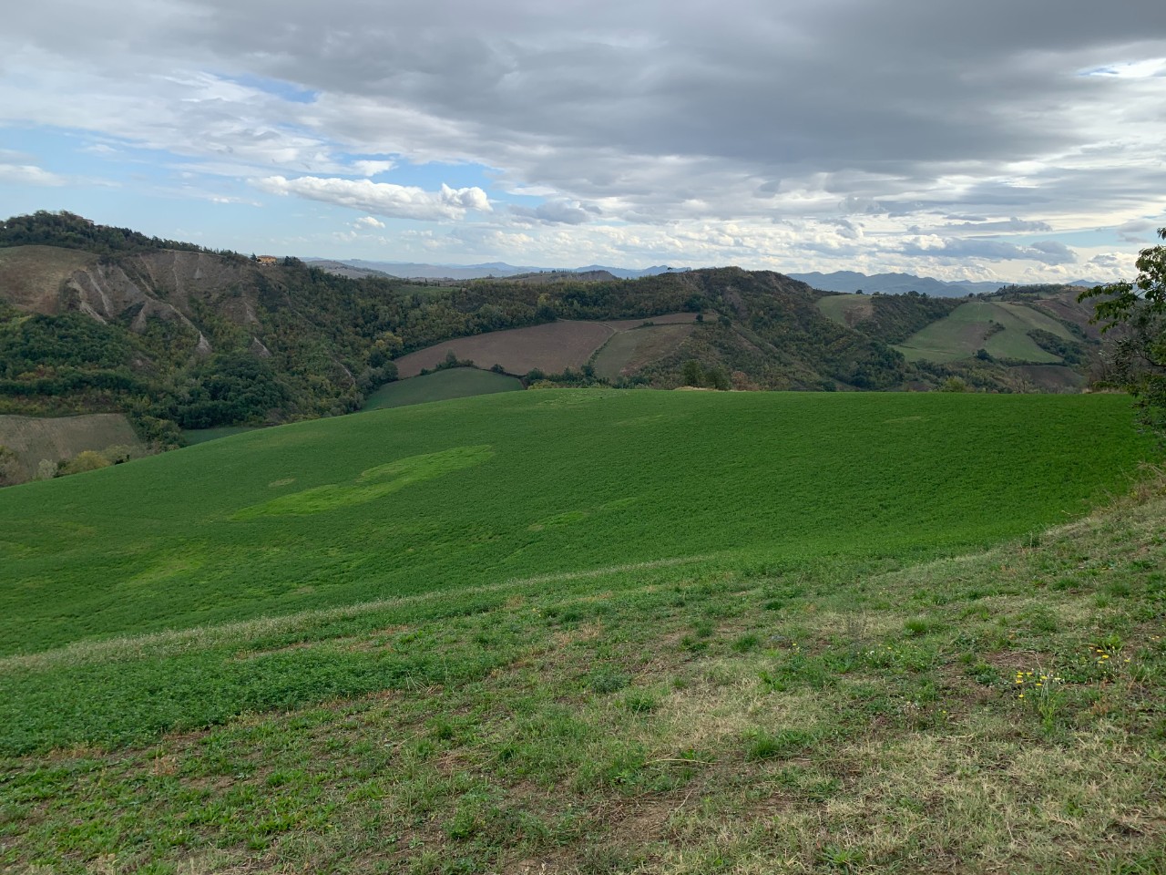 Rustico - Cascina CASALFIUMANESE vendita  Casalfiumanese  IMMOBILIARE CASA FUTURA