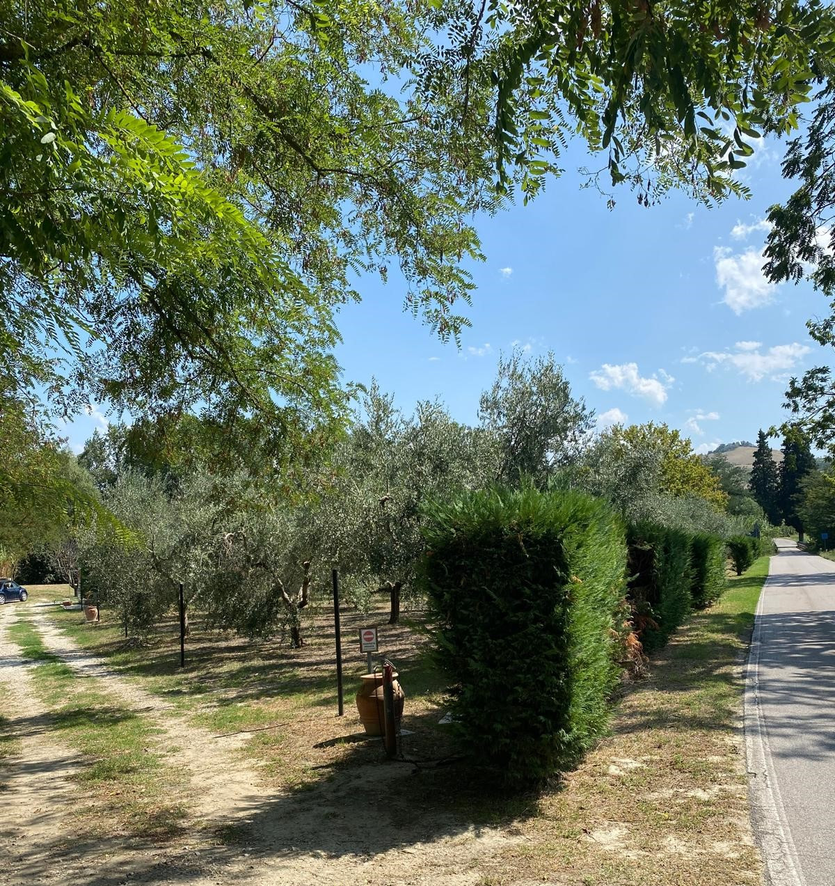 Terreno Agricolo in vendita Castrocaro Terme e Terra del Sole